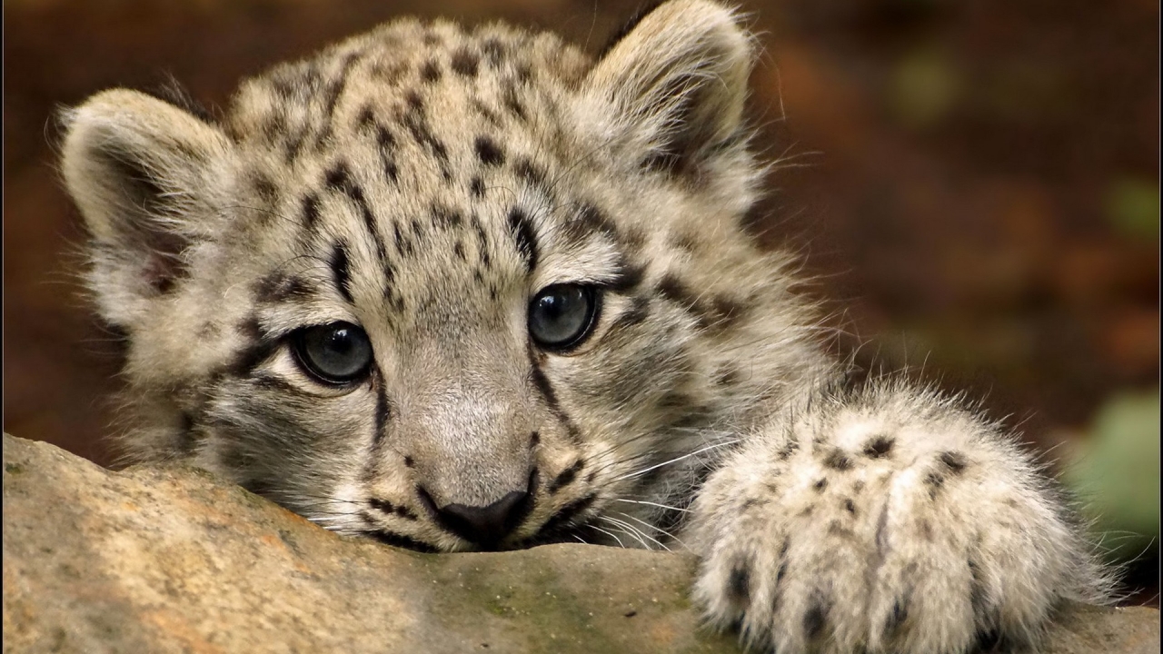Cute Snow Leopard for 1280 x 720 HDTV 720p resolution