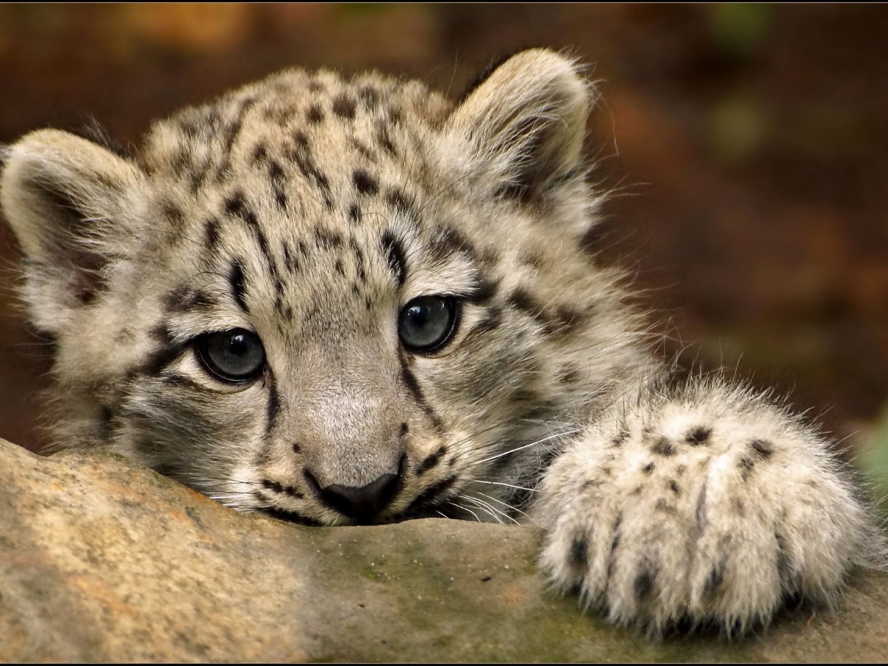 Cute Snow Leopard for 1280 x 960 resolution
