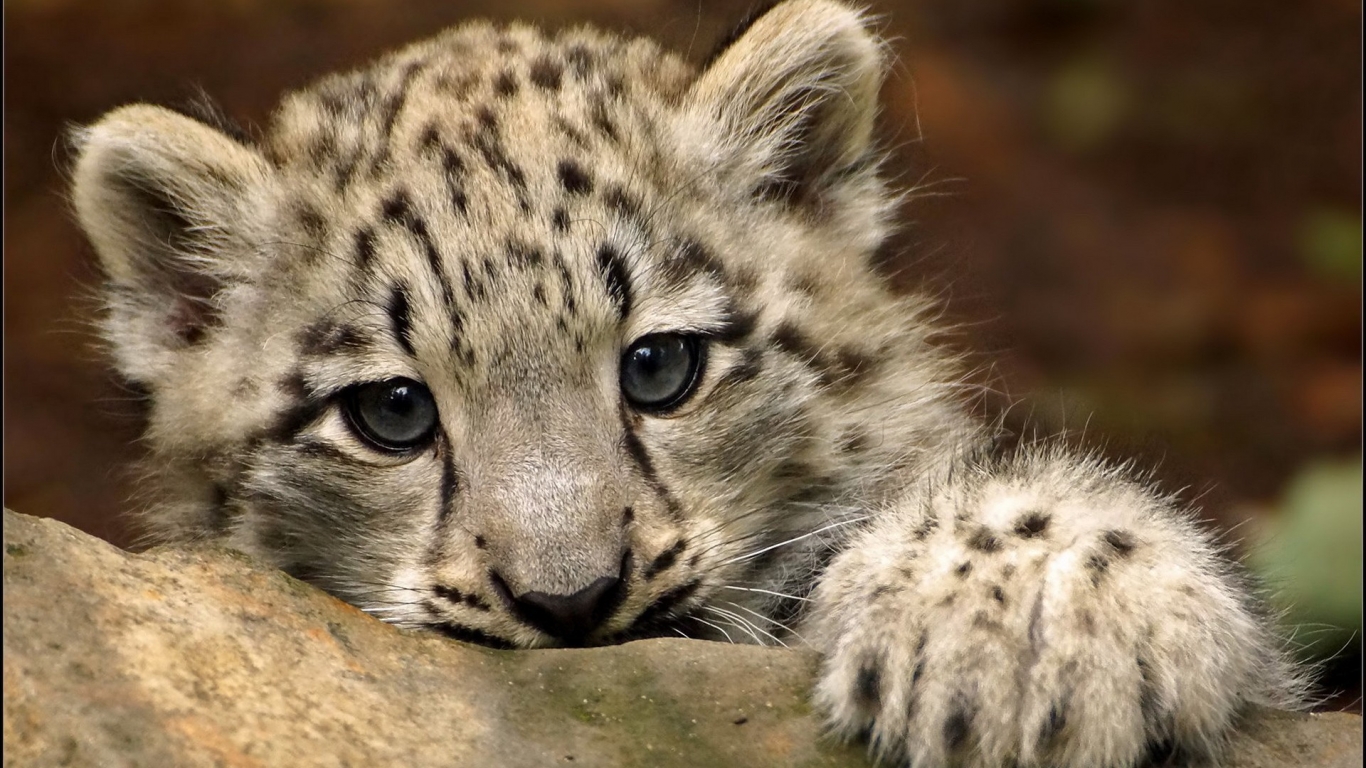 Cute Snow Leopard for 1366 x 768 HDTV resolution