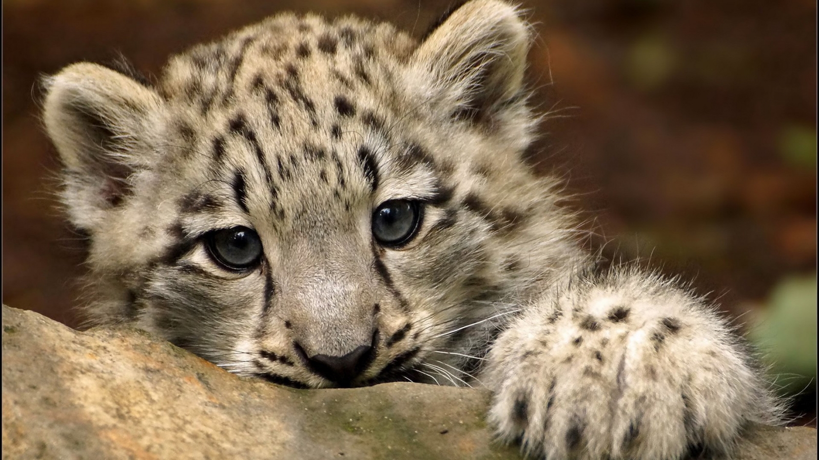 Cute Snow Leopard for 1680 x 945 HDTV resolution
