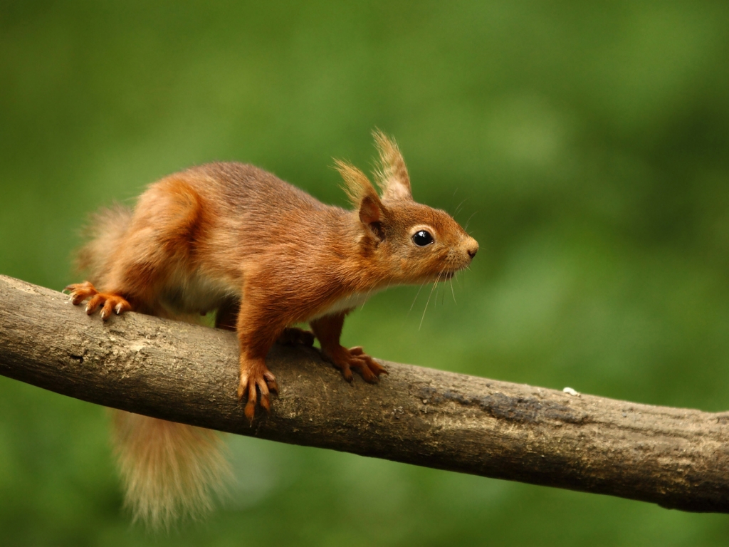 Cute Squirrel for 1024 x 768 resolution