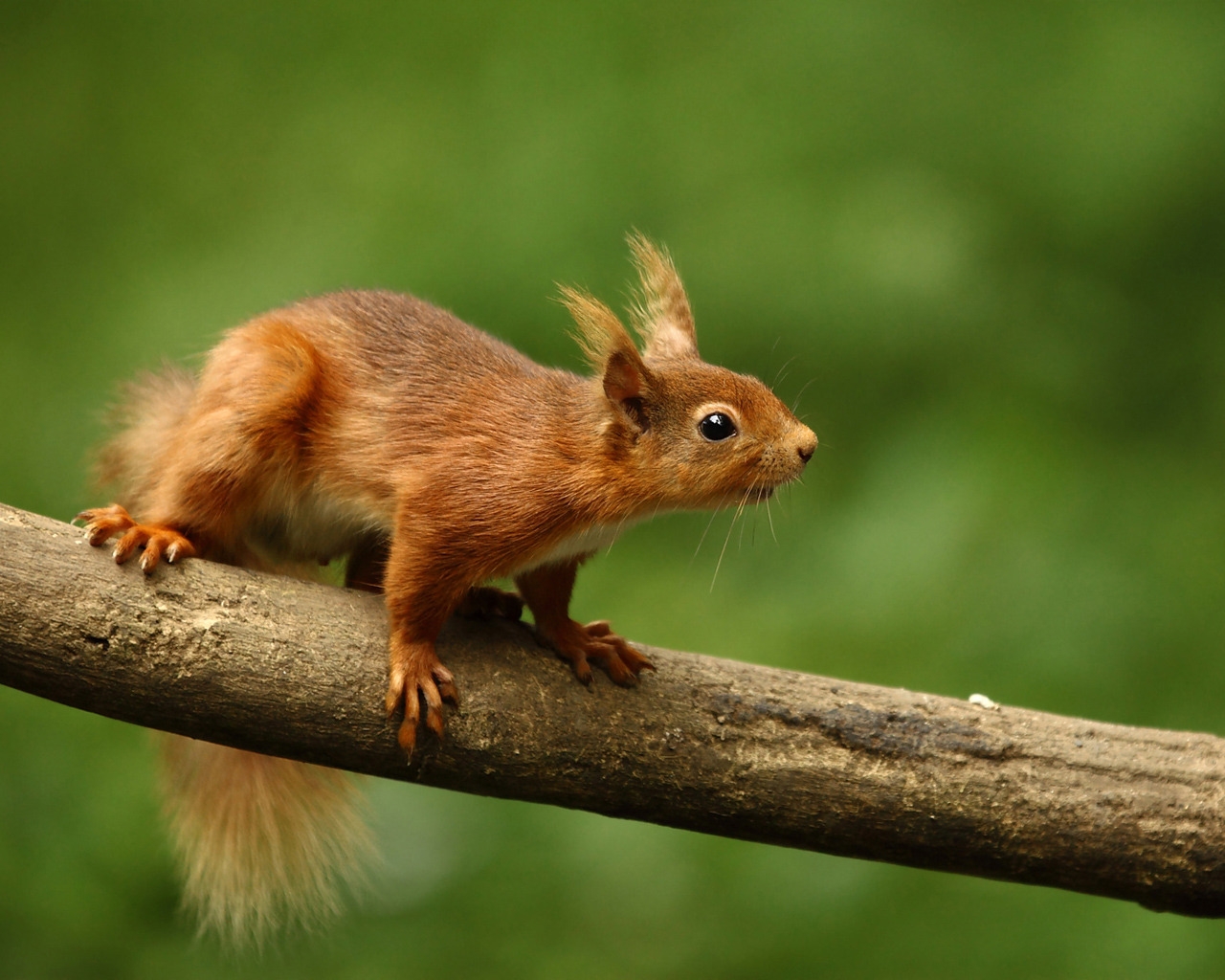 Cute Squirrel for 1280 x 1024 resolution