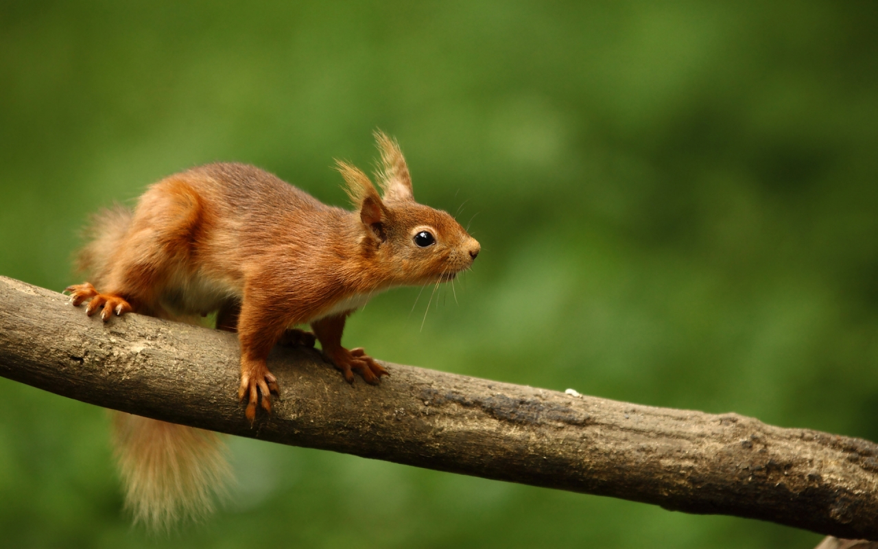 Cute Squirrel for 1280 x 800 widescreen resolution