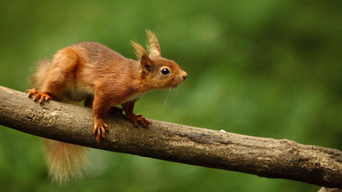 Cute Squirrel for 1366 x 768 HDTV resolution