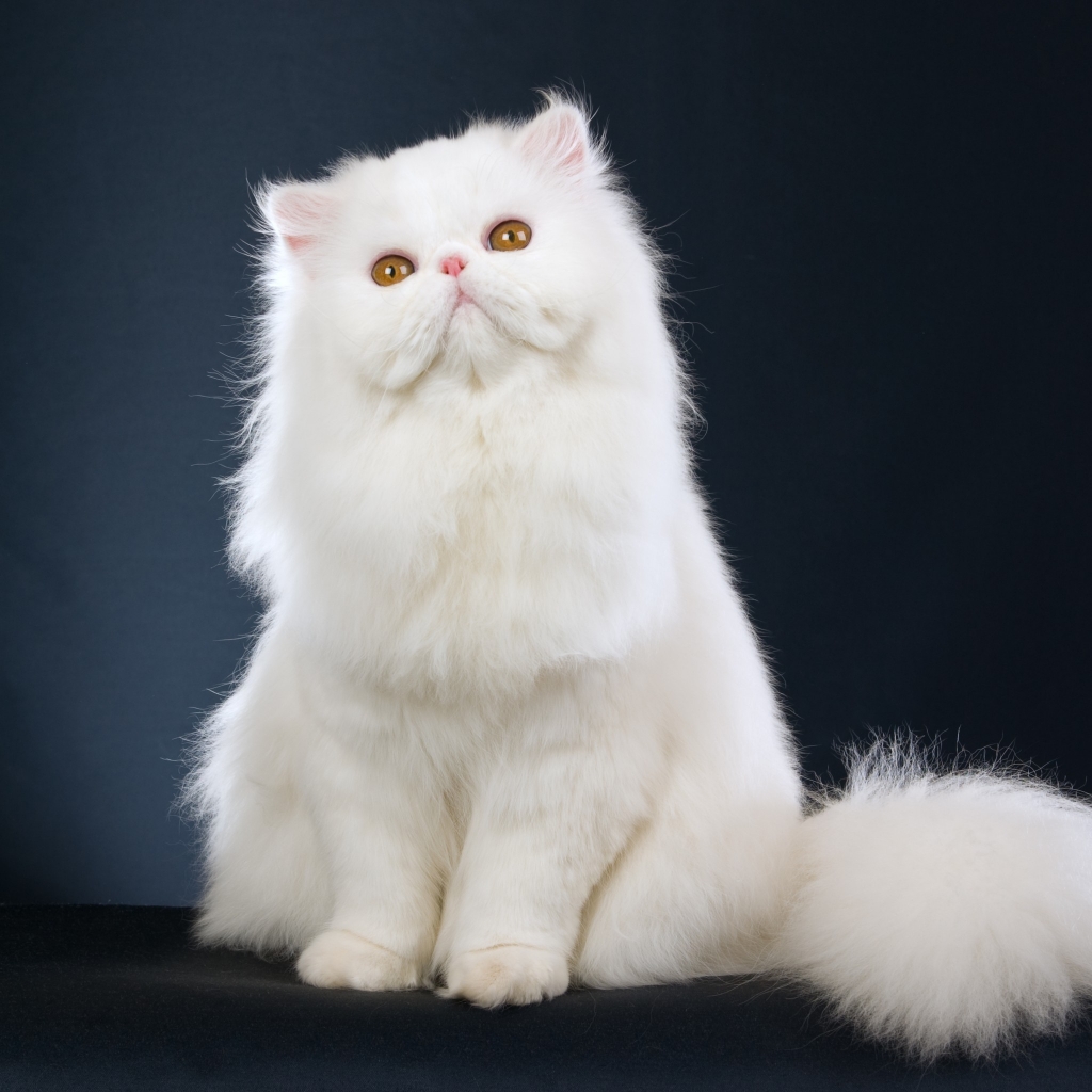 Cute White Cat for 1024 x 1024 iPad resolution