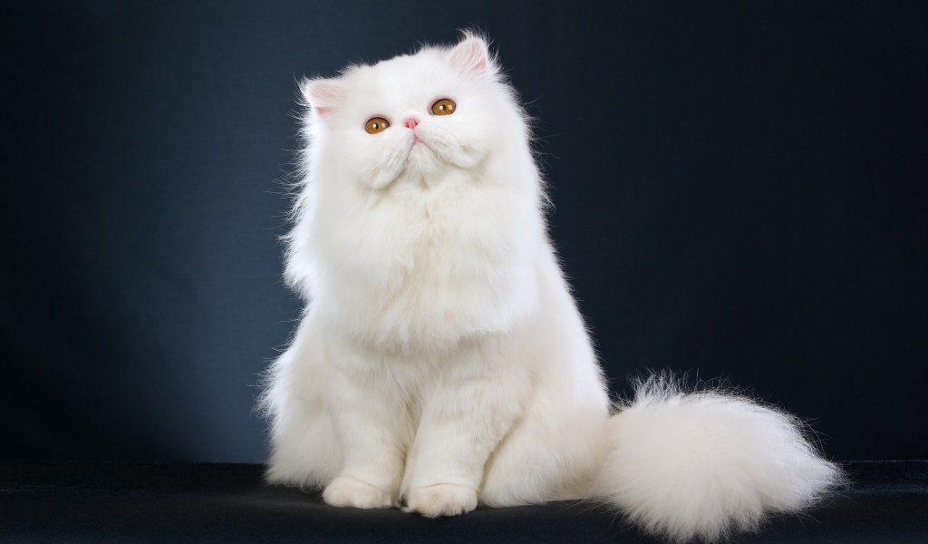 Cute White Cat for 1024 x 600 widescreen resolution