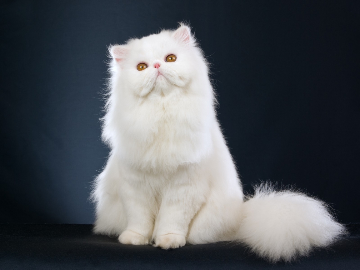 Cute White Cat for 1152 x 864 resolution