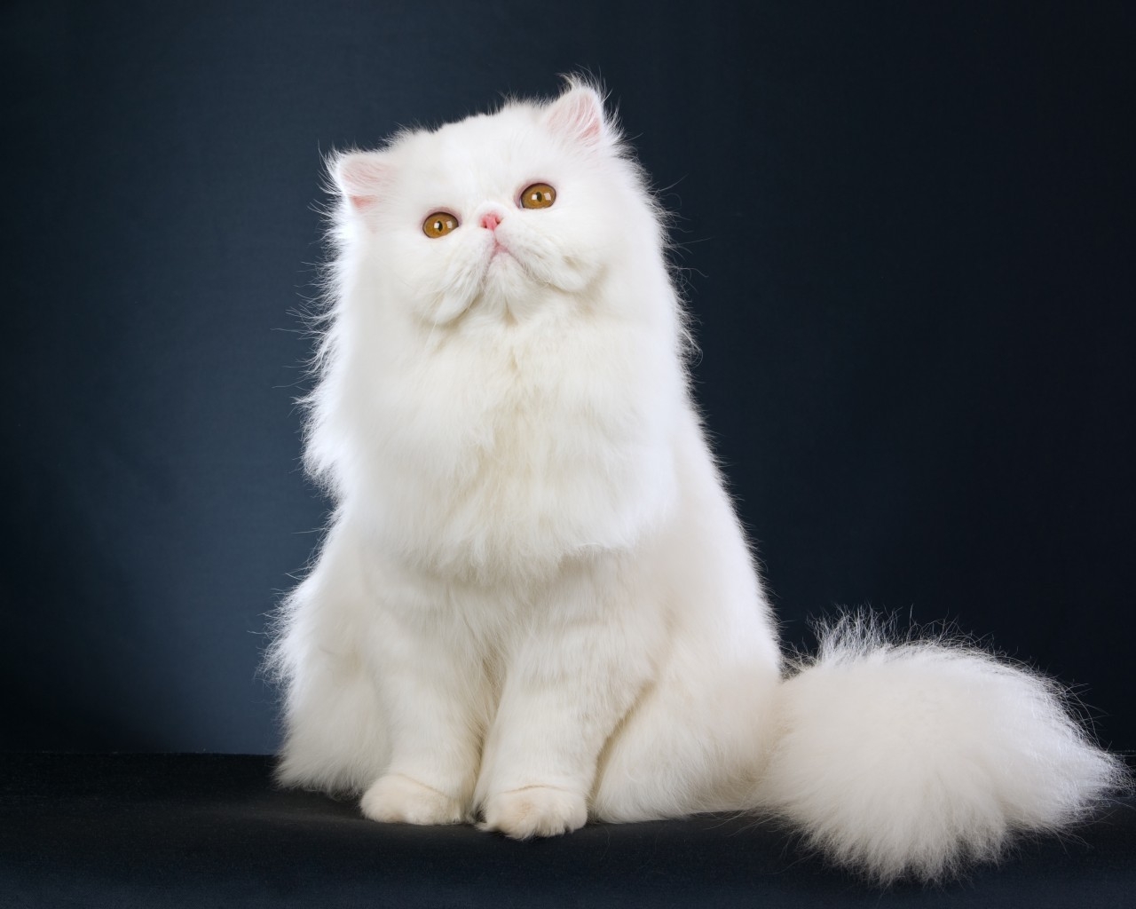 Cute White Cat for 1280 x 1024 resolution