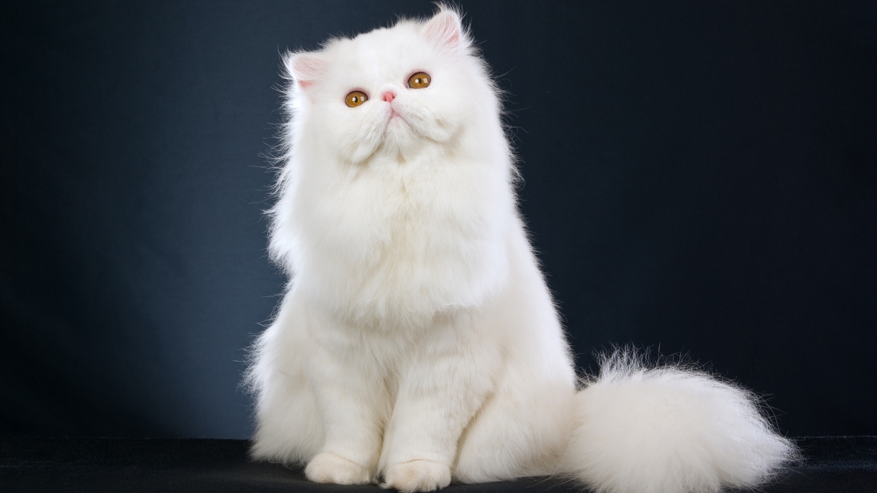 Cute White Cat for 1280 x 720 HDTV 720p resolution
