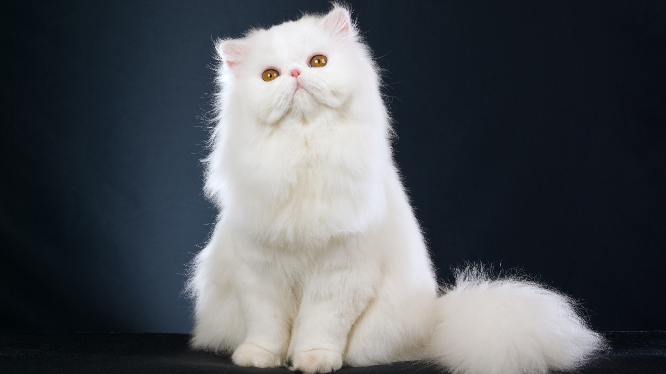 Cute White Cat for 1366 x 768 HDTV resolution