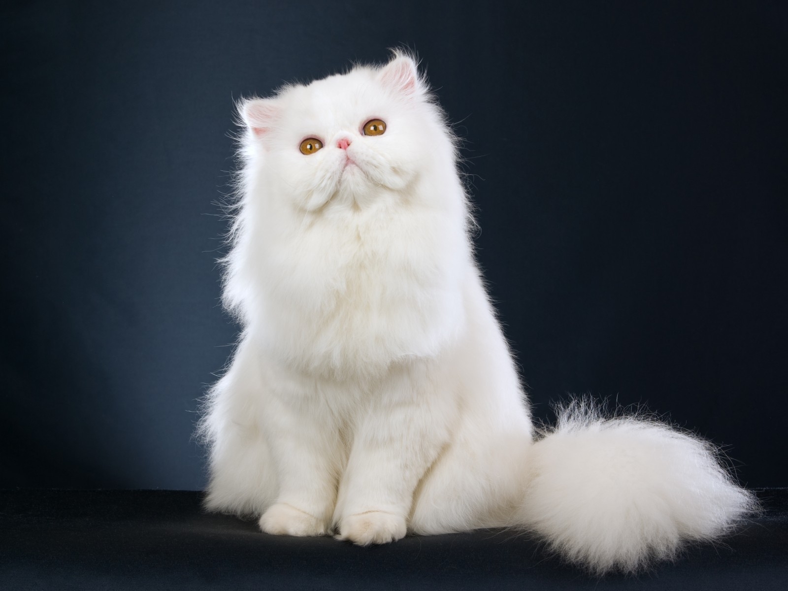 Cute White Cat for 1600 x 1200 resolution