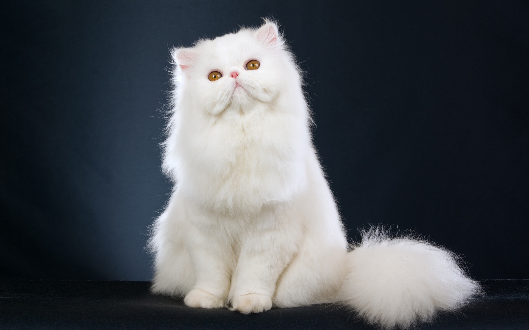 Cute White Cat for 1680 x 1050 widescreen resolution
