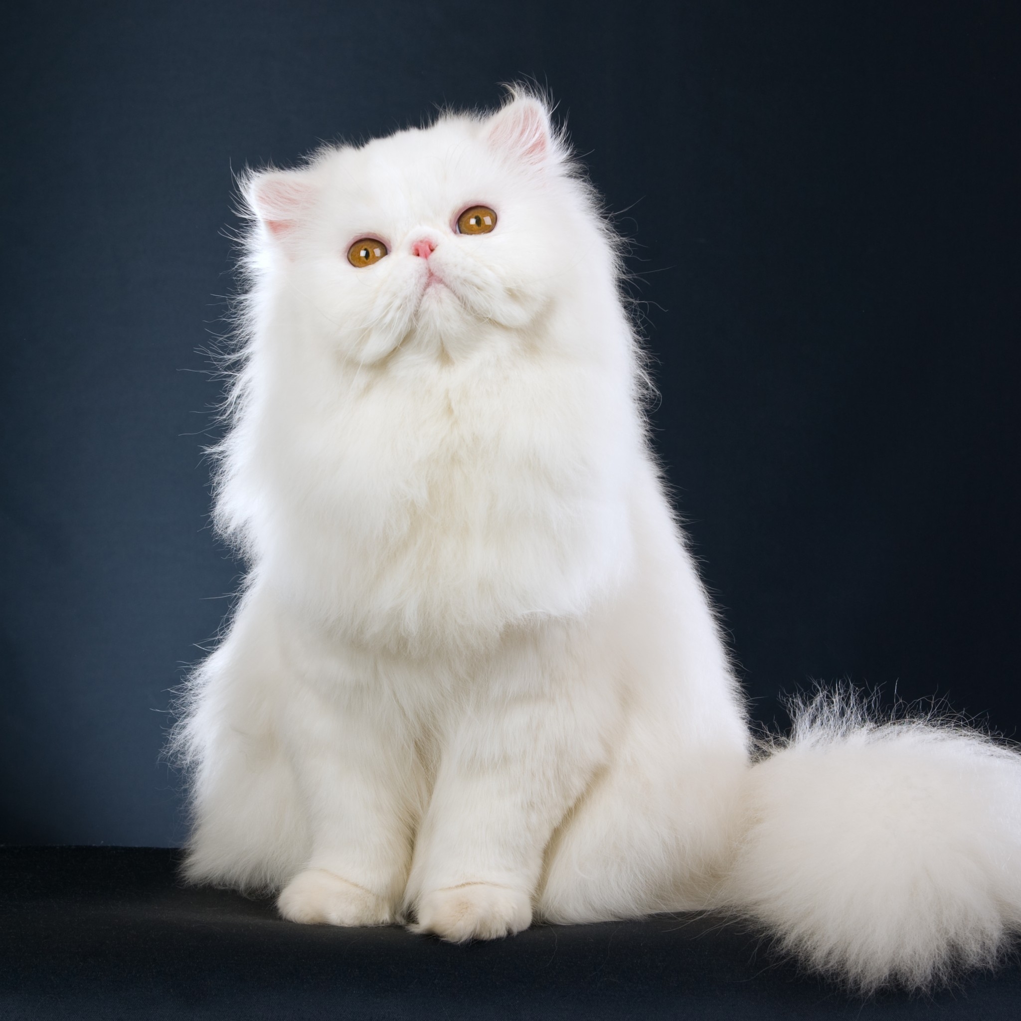 Cute White Cat for 2048 x 2048 New iPad resolution