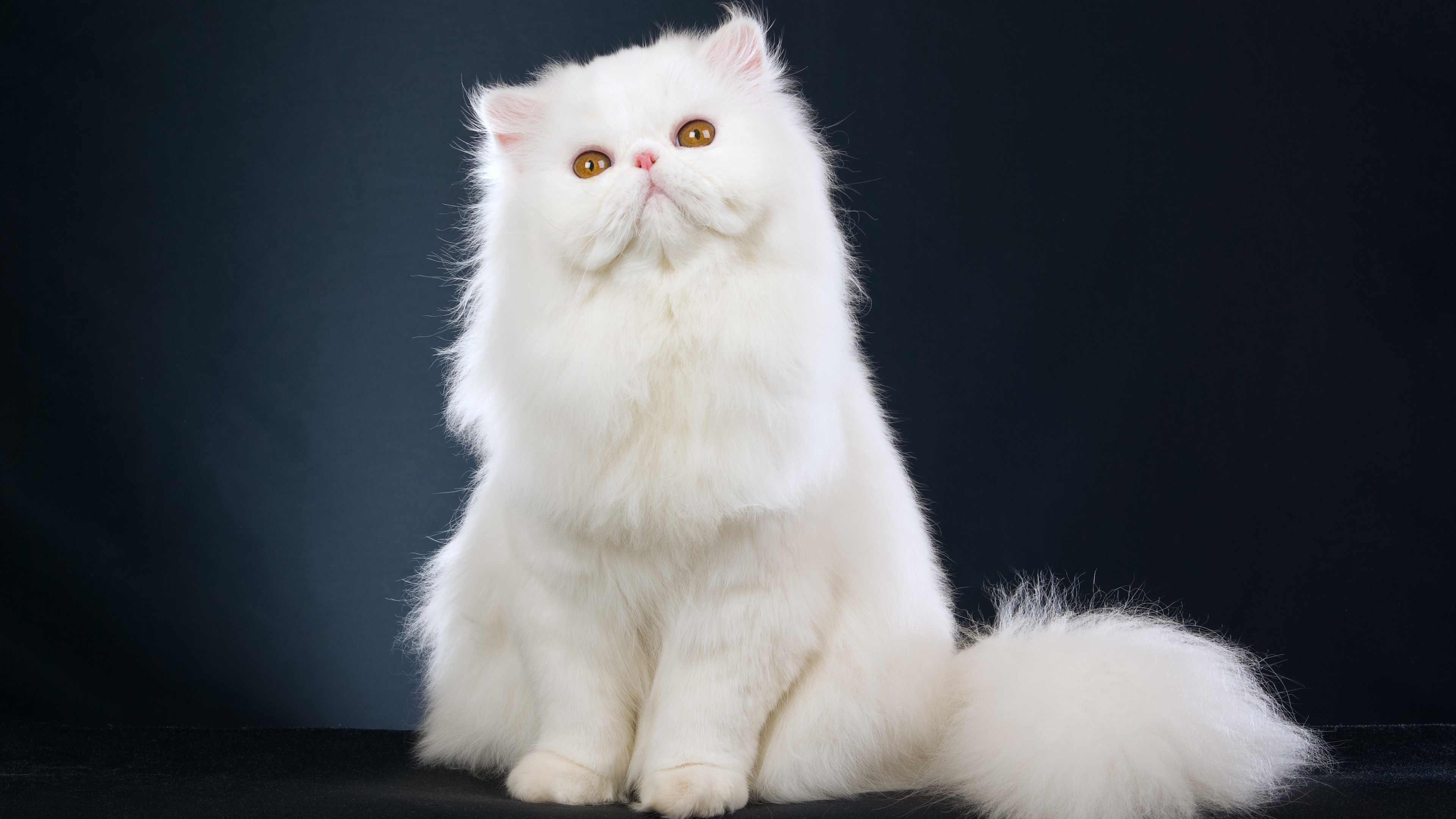 Cute White Cat for 3840 x 2160 Ultra HD resolution