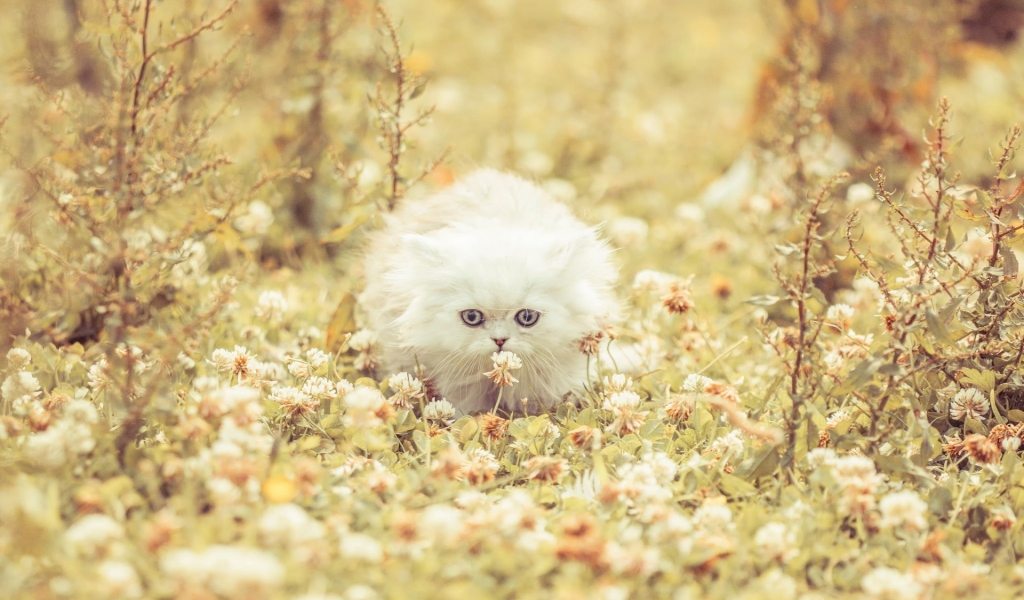 Cute White Kitty for 1024 x 600 widescreen resolution