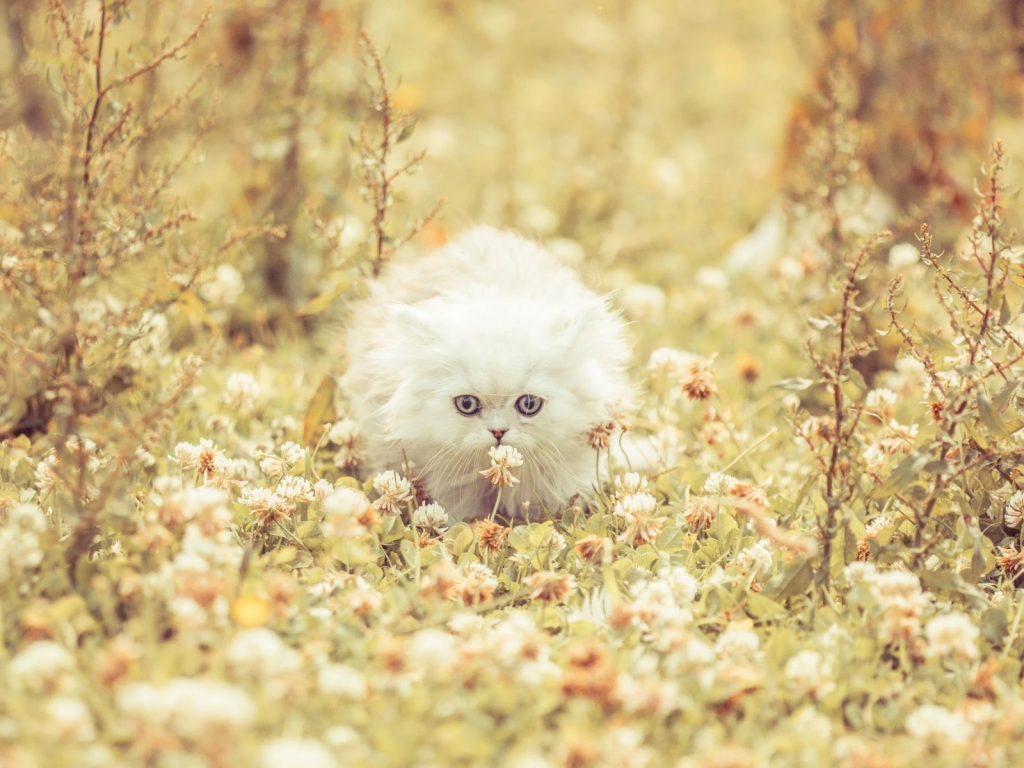 Cute White Kitty for 1024 x 768 resolution
