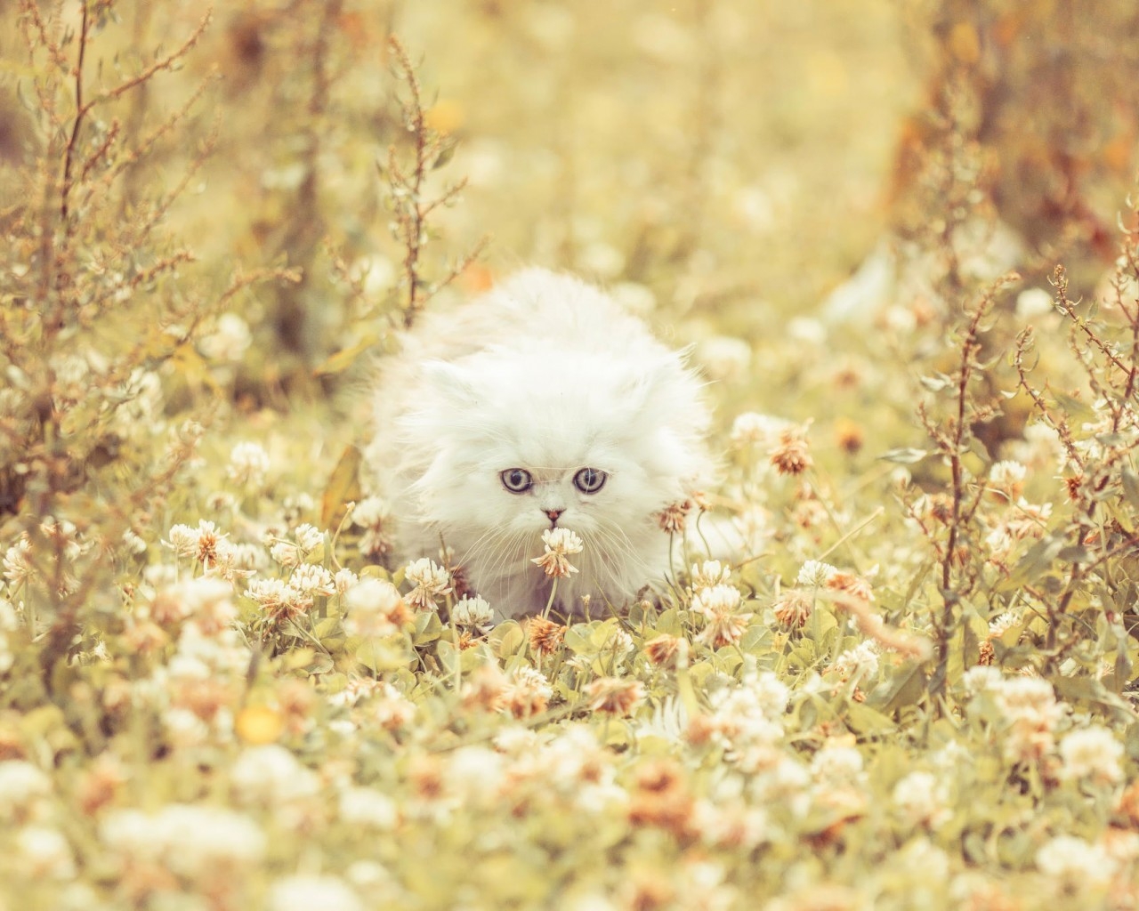 Cute White Kitty for 1280 x 1024 resolution