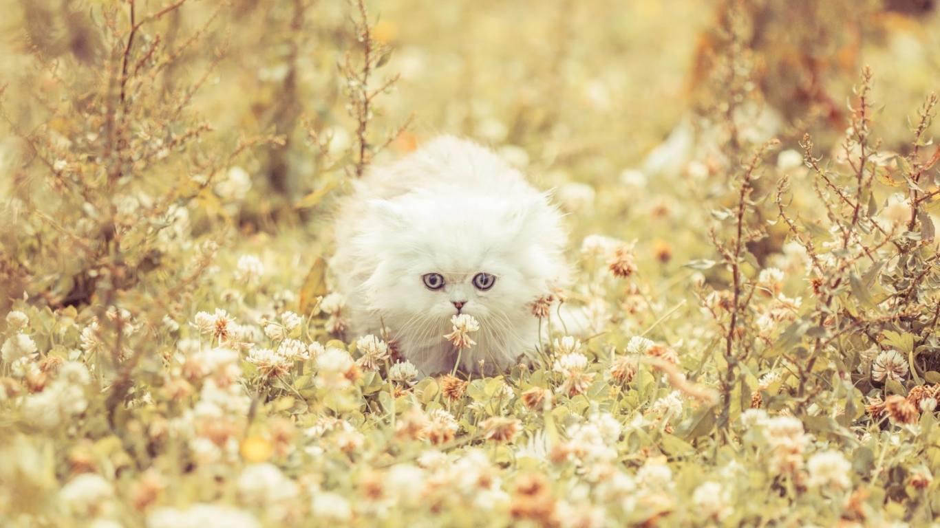 Cute White Kitty for 1366 x 768 HDTV resolution