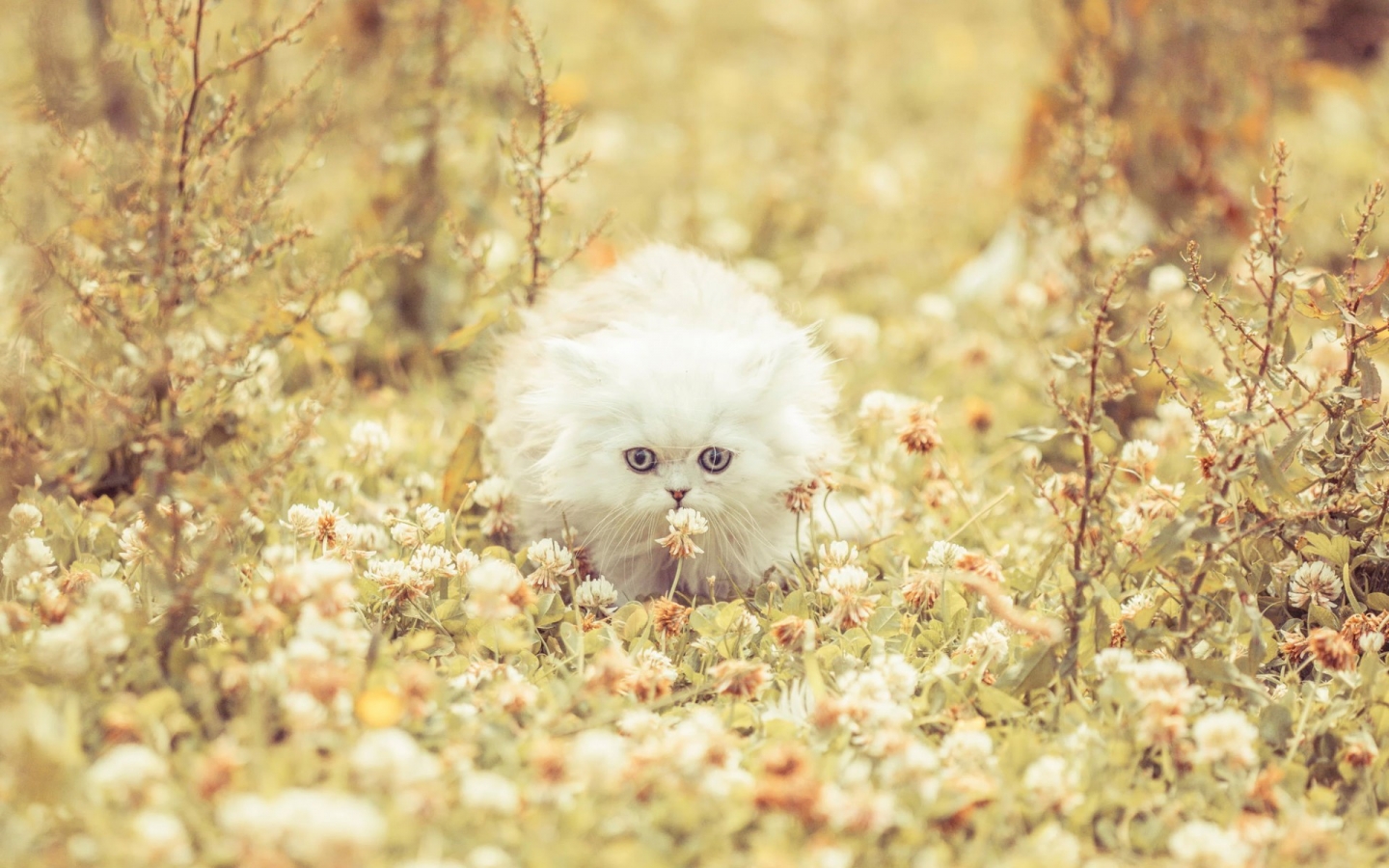 Cute White Kitty for 1440 x 900 widescreen resolution