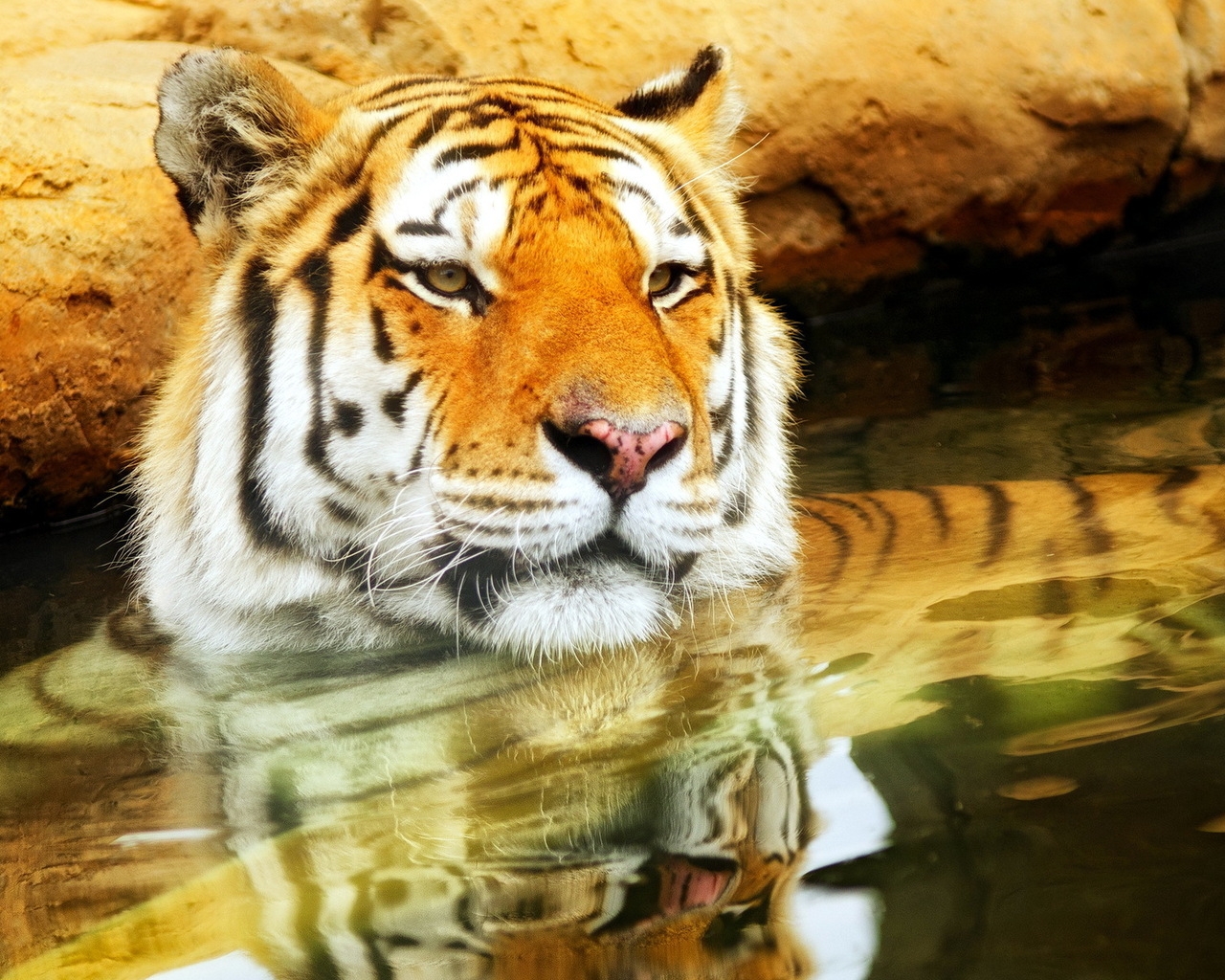 Cute Young Tiger for 1280 x 1024 resolution