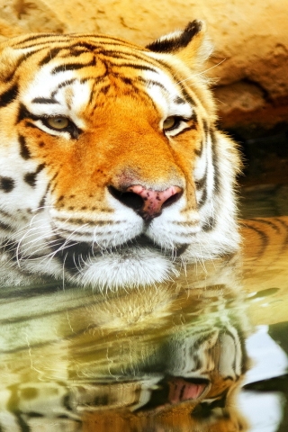 Cute Young Tiger for 320 x 480 iPhone resolution
