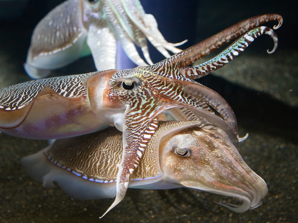 Cuttlefish Jan for 1024 x 768 resolution