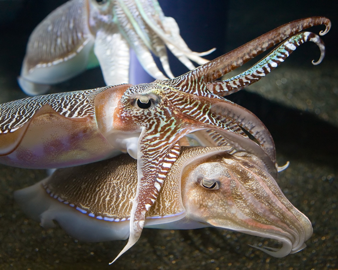 Cuttlefish Jan for 1280 x 1024 resolution