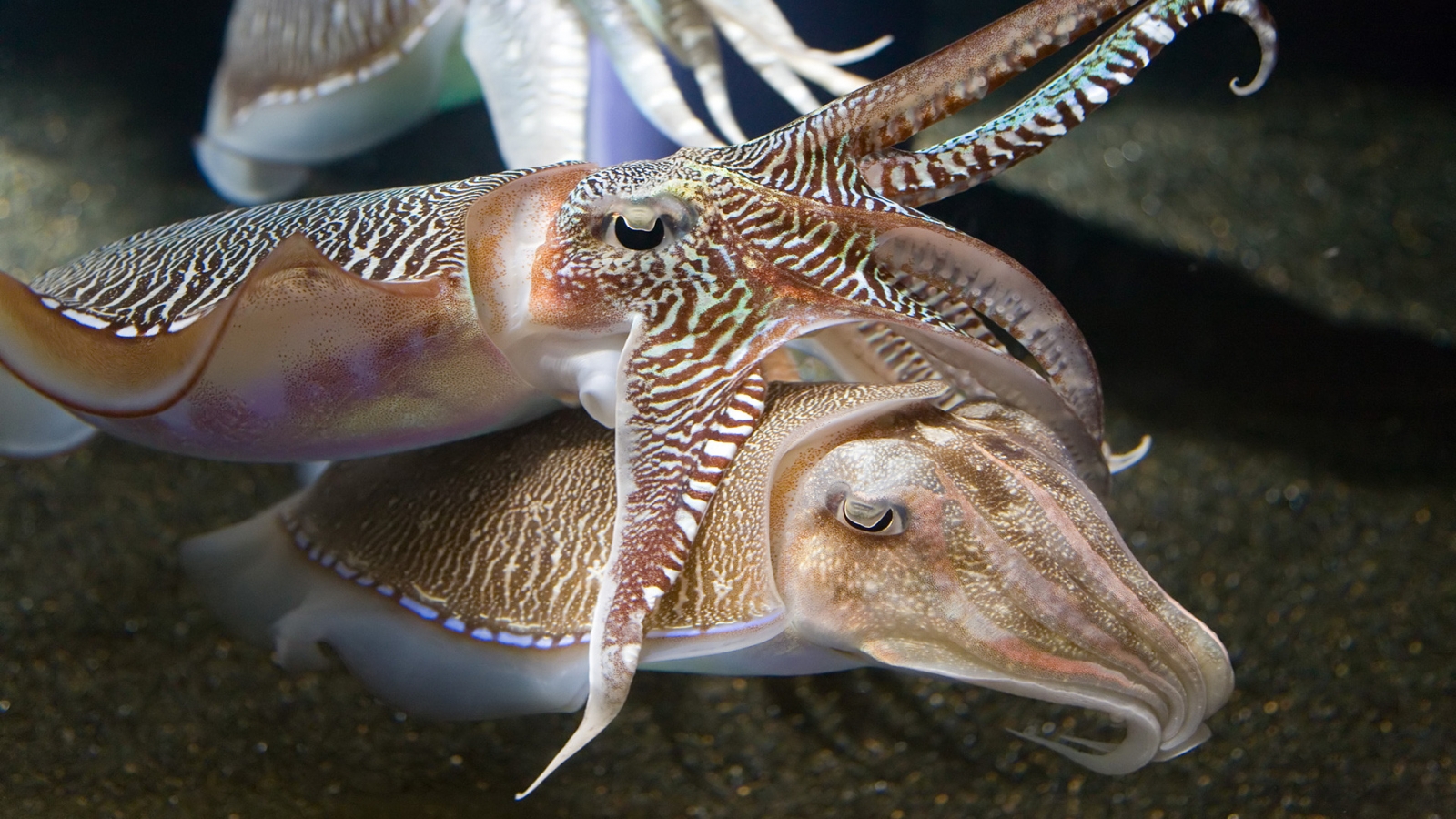 Cuttlefish Jan for 1600 x 900 HDTV resolution