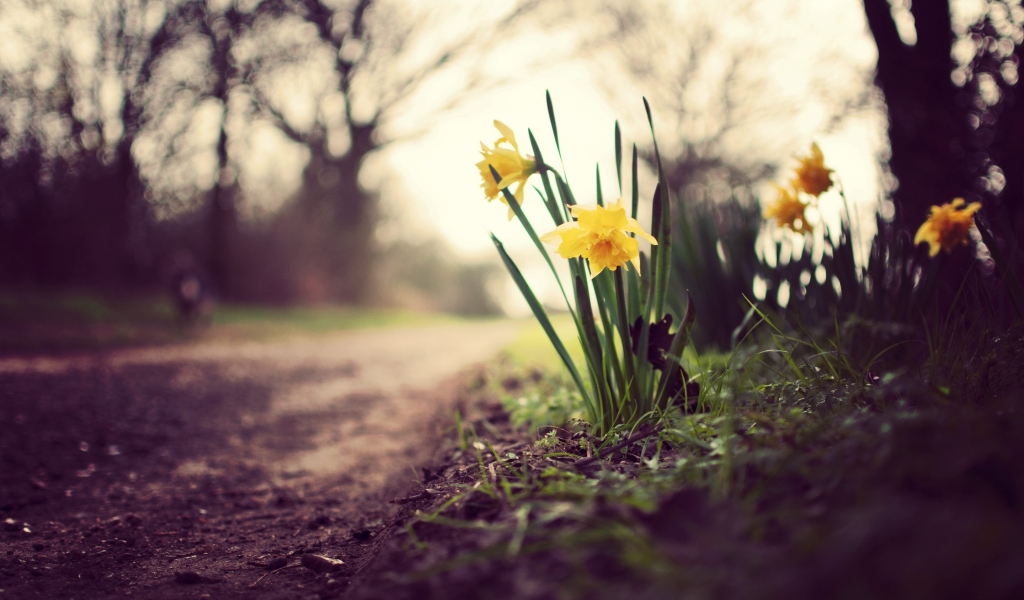Daffodils on the Road for 1024 x 600 widescreen resolution
