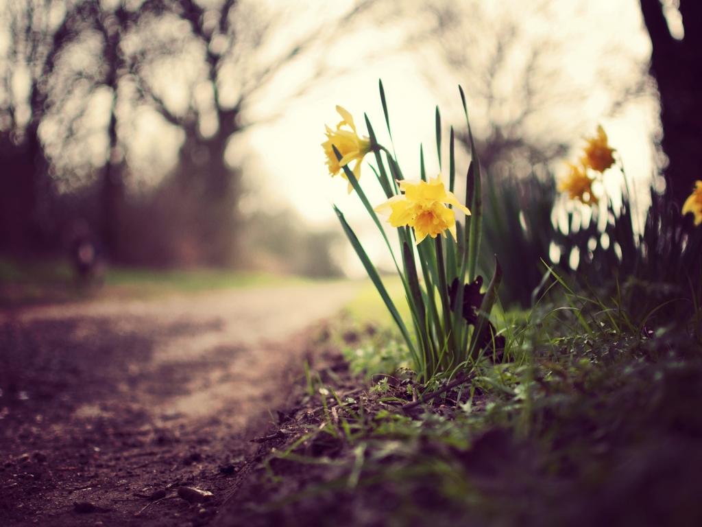 Daffodils on the Road for 1024 x 768 resolution