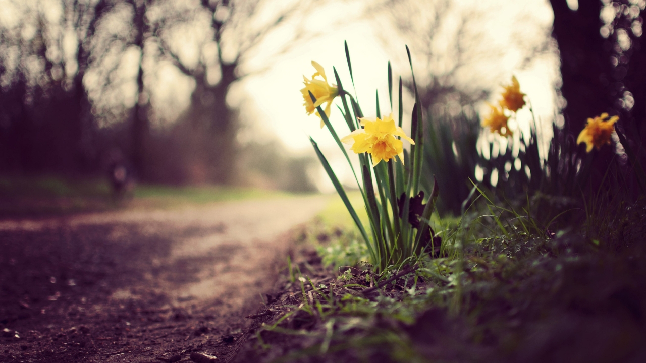 Daffodils on the Road for 1280 x 720 HDTV 720p resolution