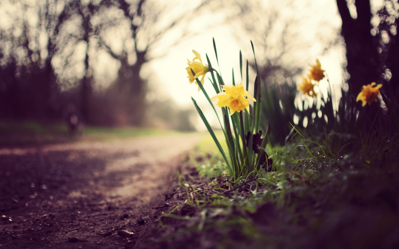 Daffodils on the Road for 1280 x 800 widescreen resolution
