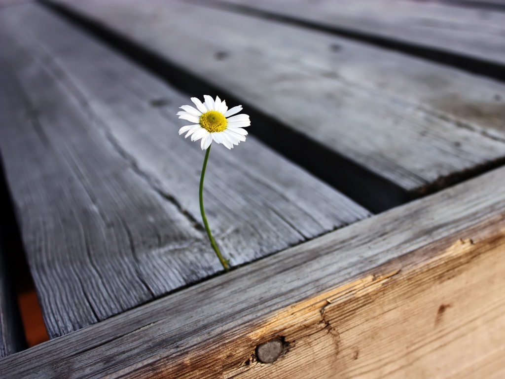 Daisy for 1024 x 768 resolution