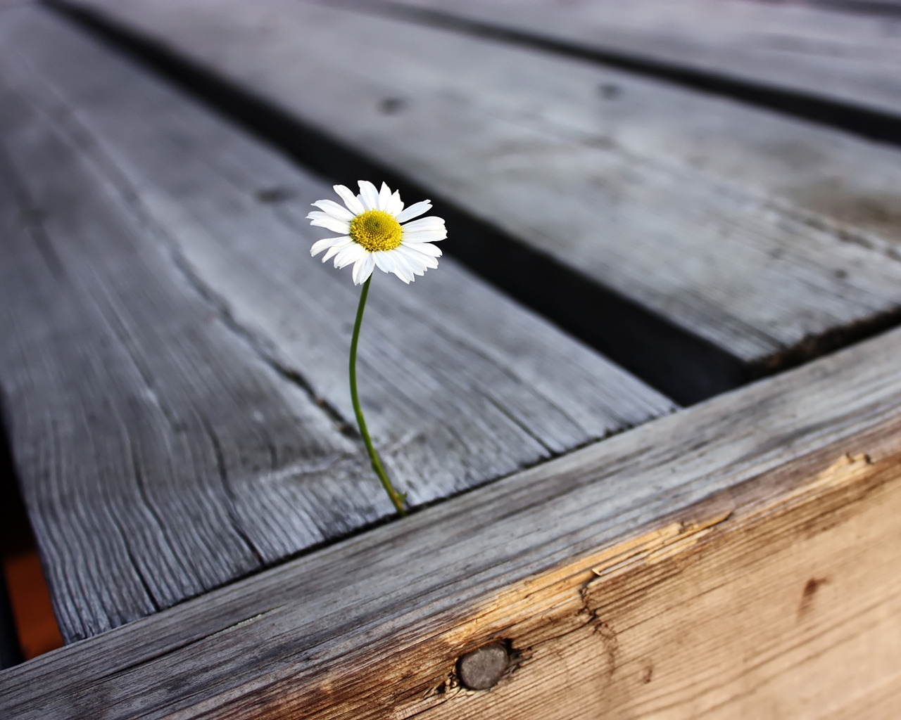 Daisy for 1280 x 1024 resolution