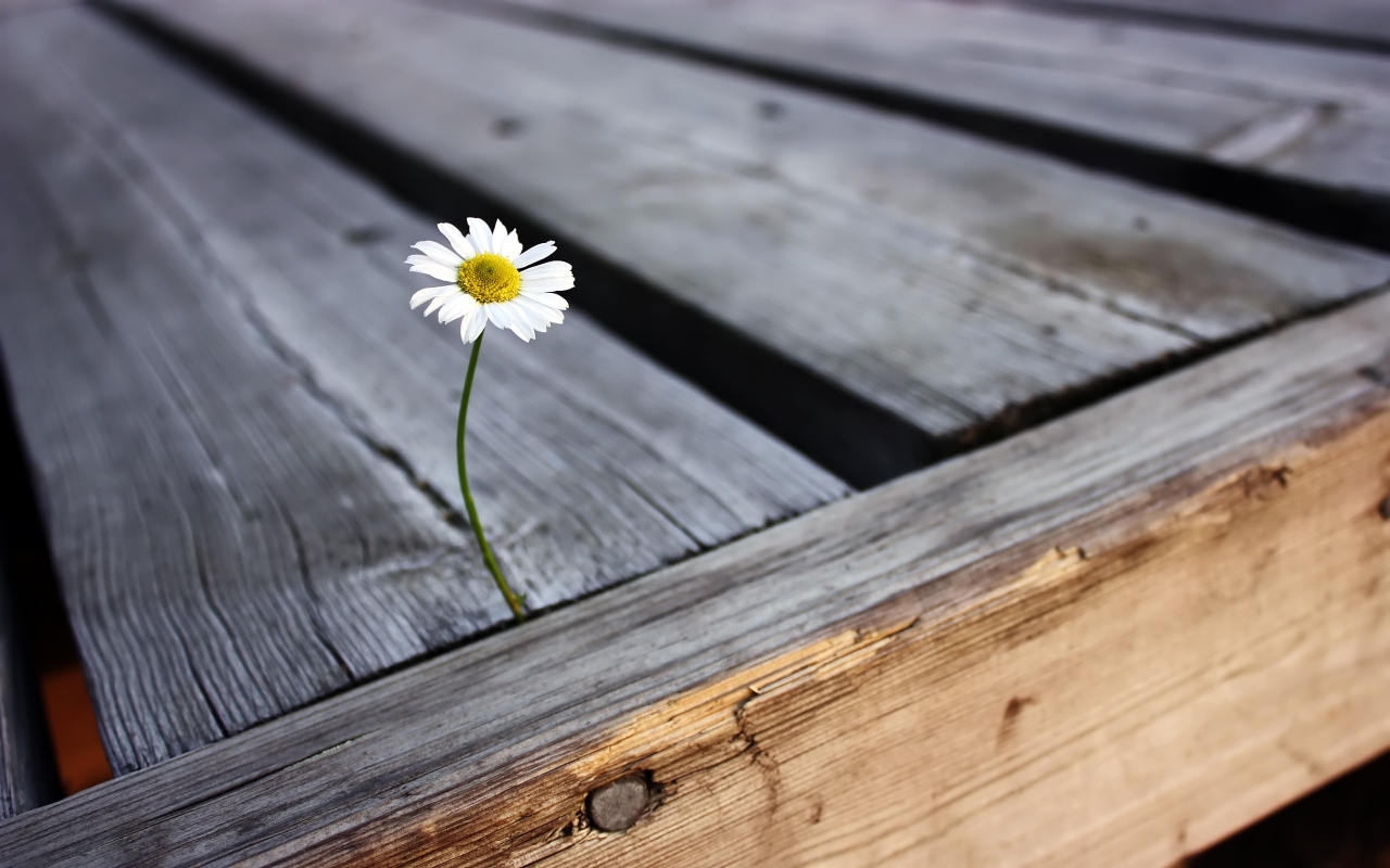 Daisy for 1280 x 800 widescreen resolution