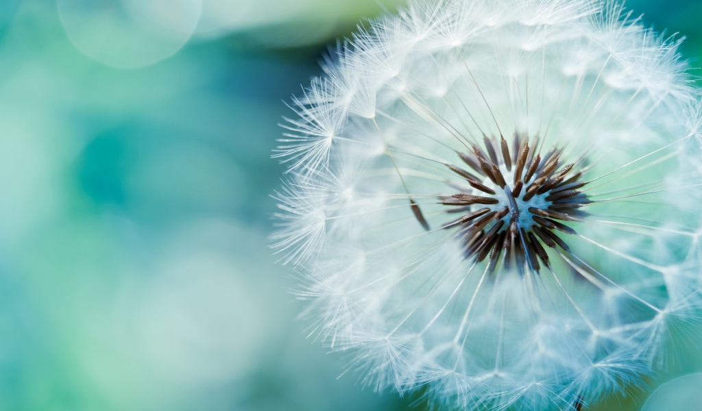 Dandelion Flower for 1024 x 600 widescreen resolution