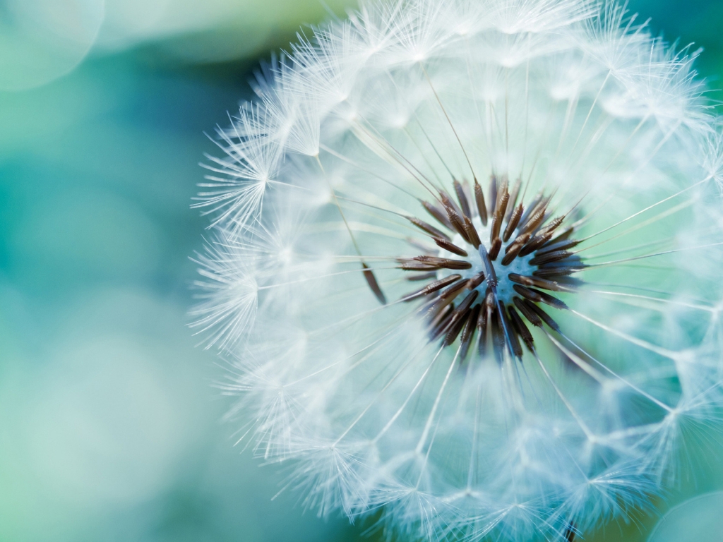 Dandelion Flower for 1024 x 768 resolution