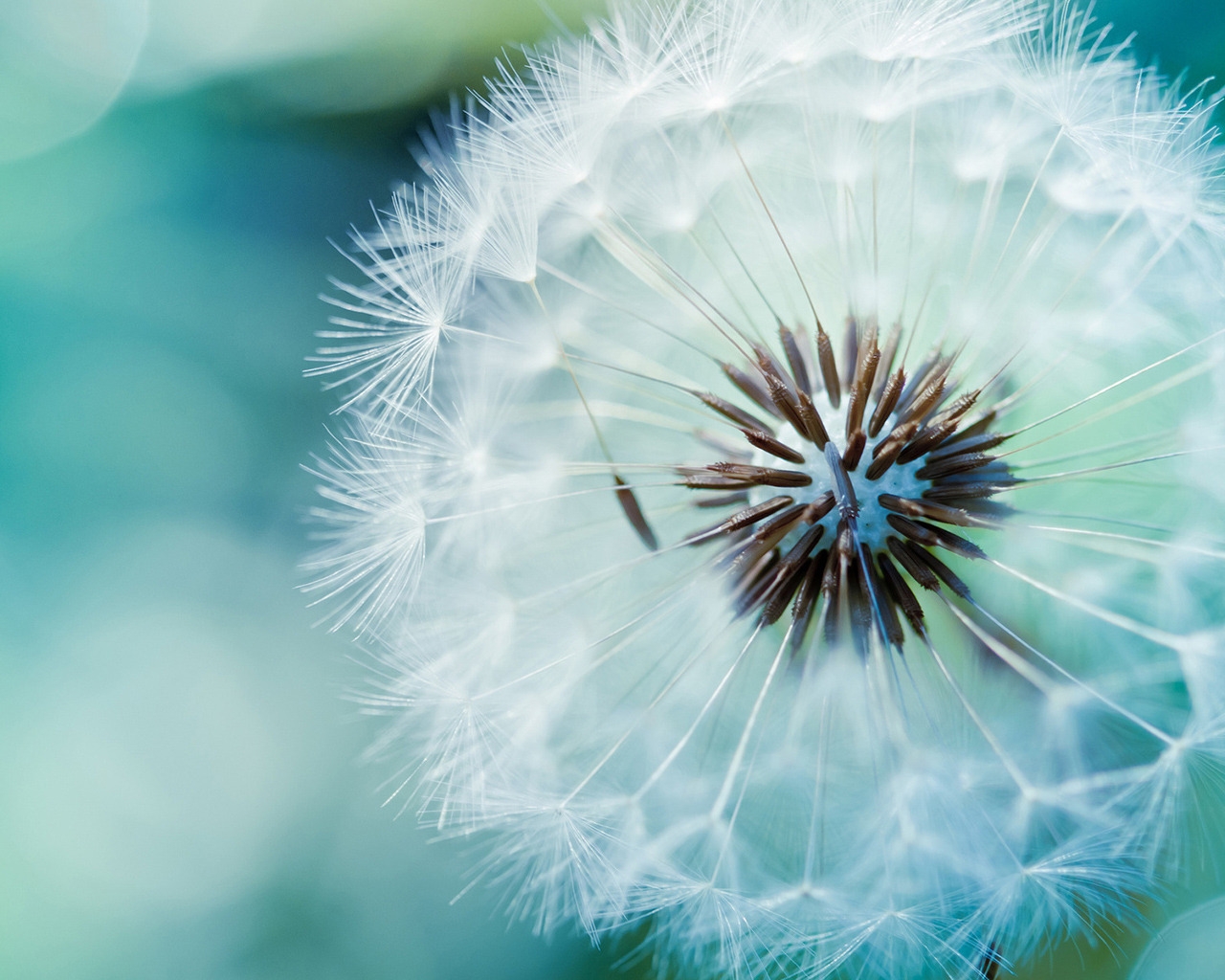 Dandelion Flower for 1280 x 1024 resolution