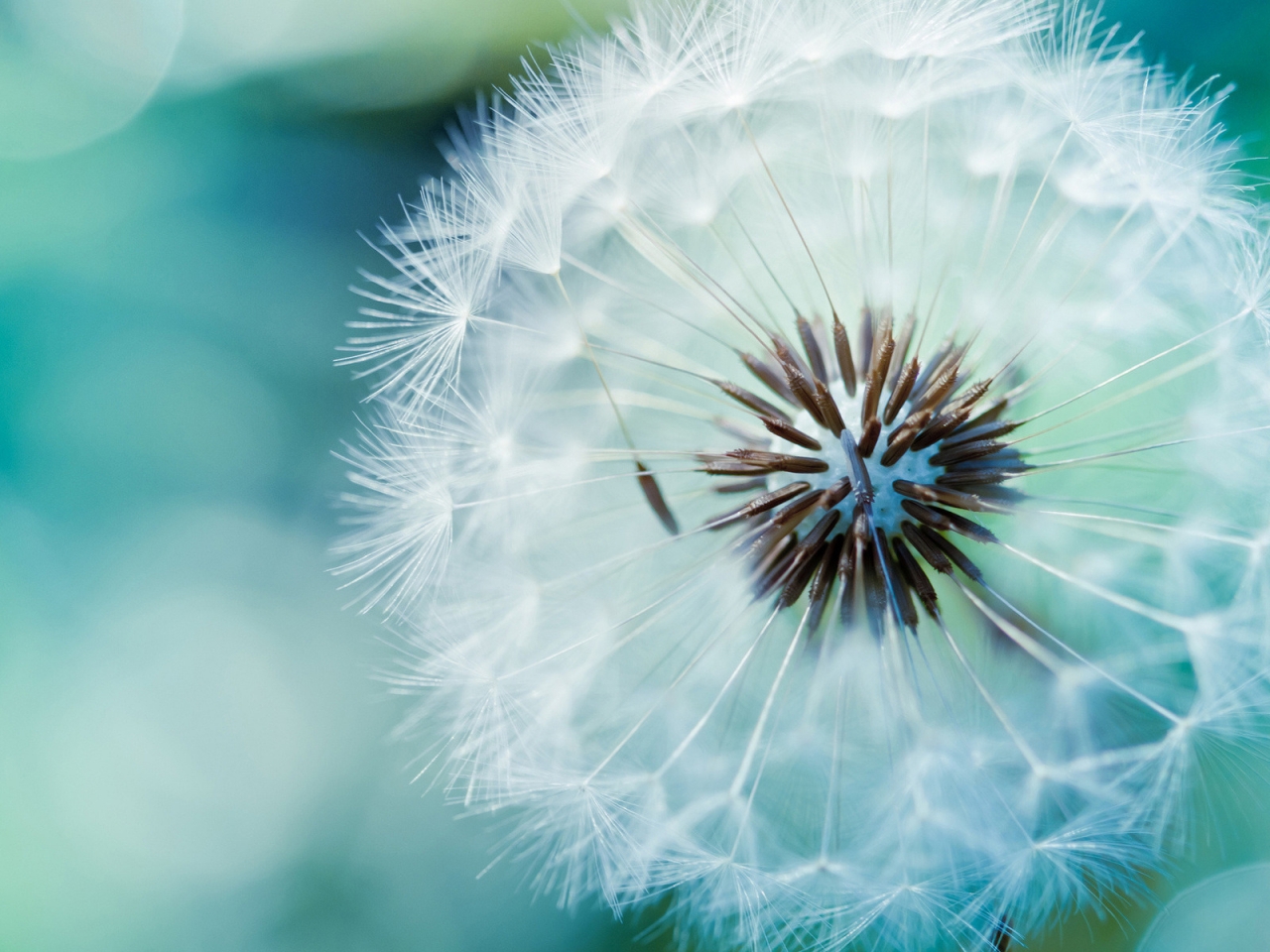 Dandelion Flower for 1280 x 960 resolution