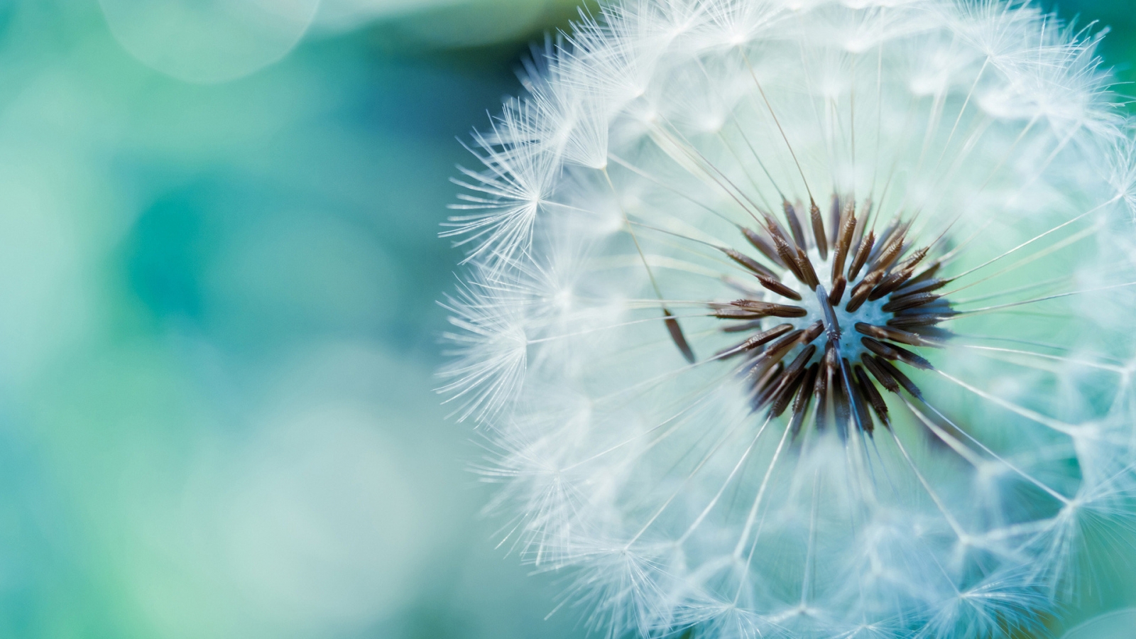 Dandelion Flower for 1600 x 900 HDTV resolution