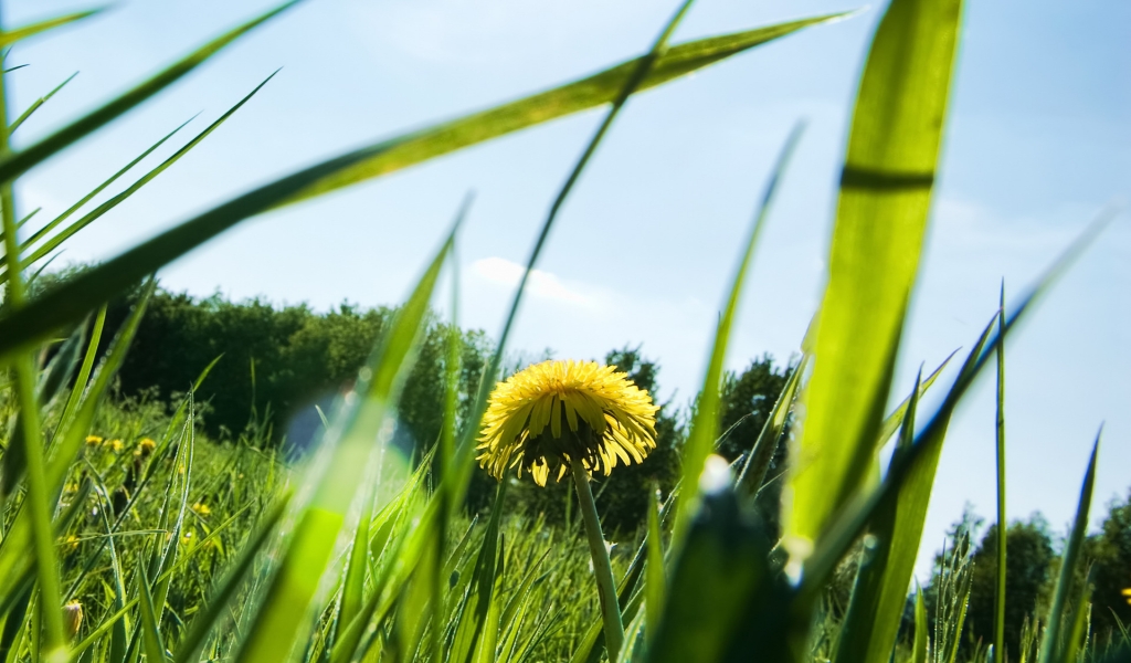 Dandelion on Field for 1024 x 600 widescreen resolution