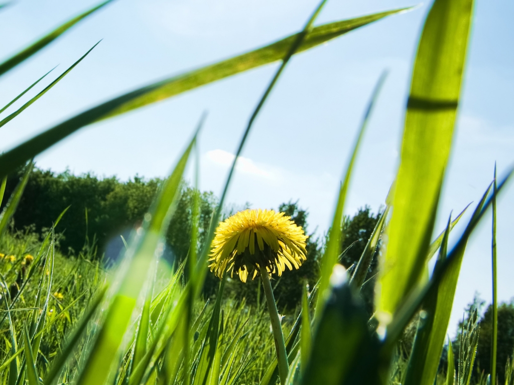 Dandelion on Field for 1024 x 768 resolution