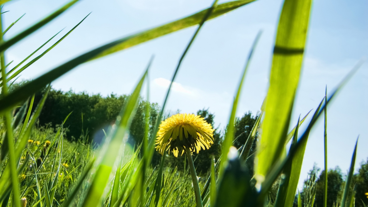 Dandelion on Field for 1280 x 720 HDTV 720p resolution