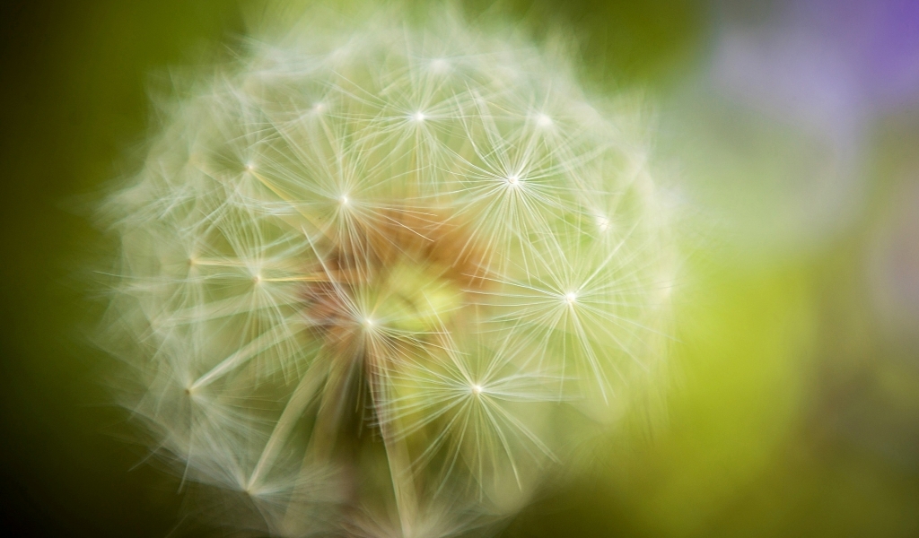 Dandelion Plant for 1024 x 600 widescreen resolution