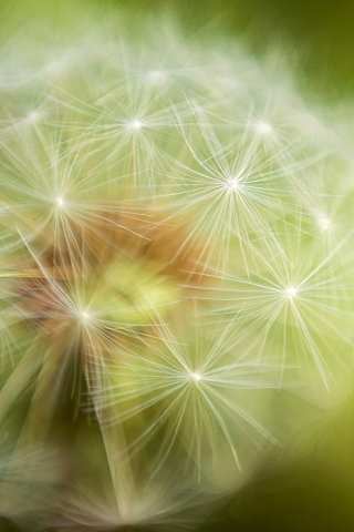 Dandelion Plant for 320 x 480 iPhone resolution