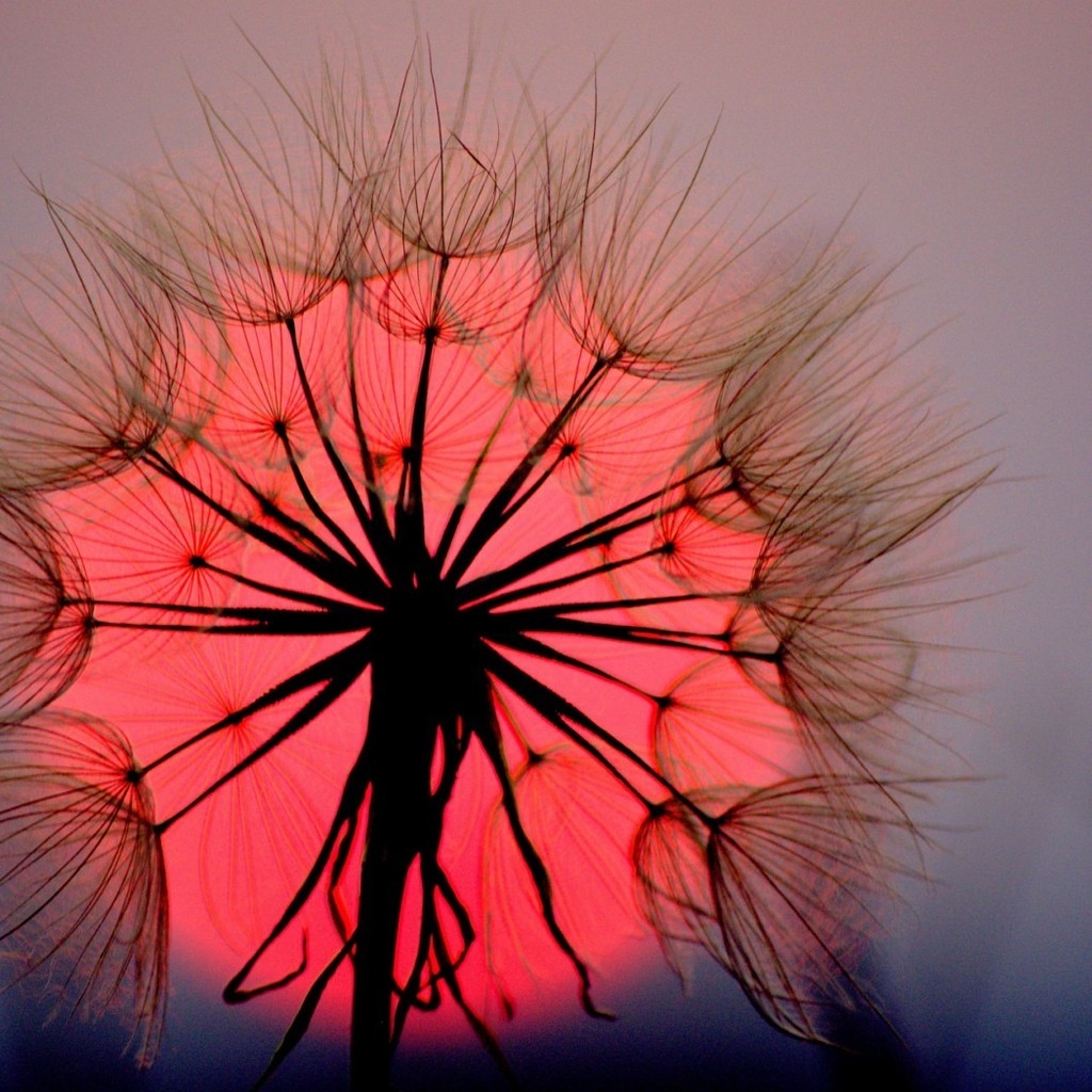 Dandelion Sunset for 1024 x 1024 iPad resolution
