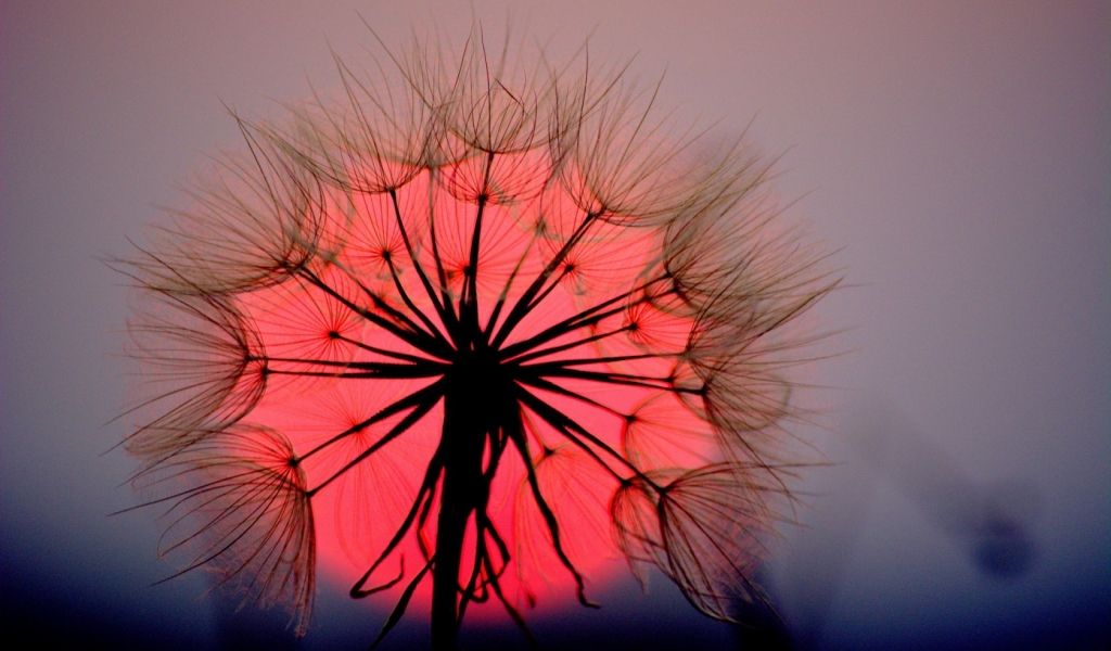 Dandelion Sunset for 1024 x 600 widescreen resolution