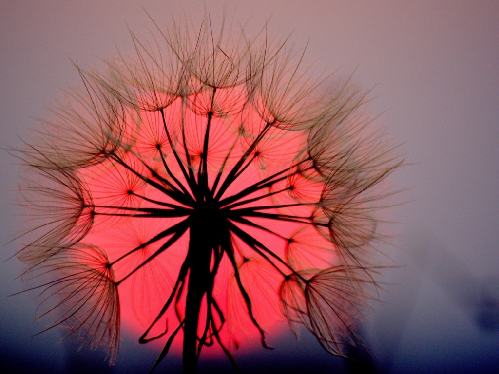 Dandelion Sunset for 1024 x 768 resolution