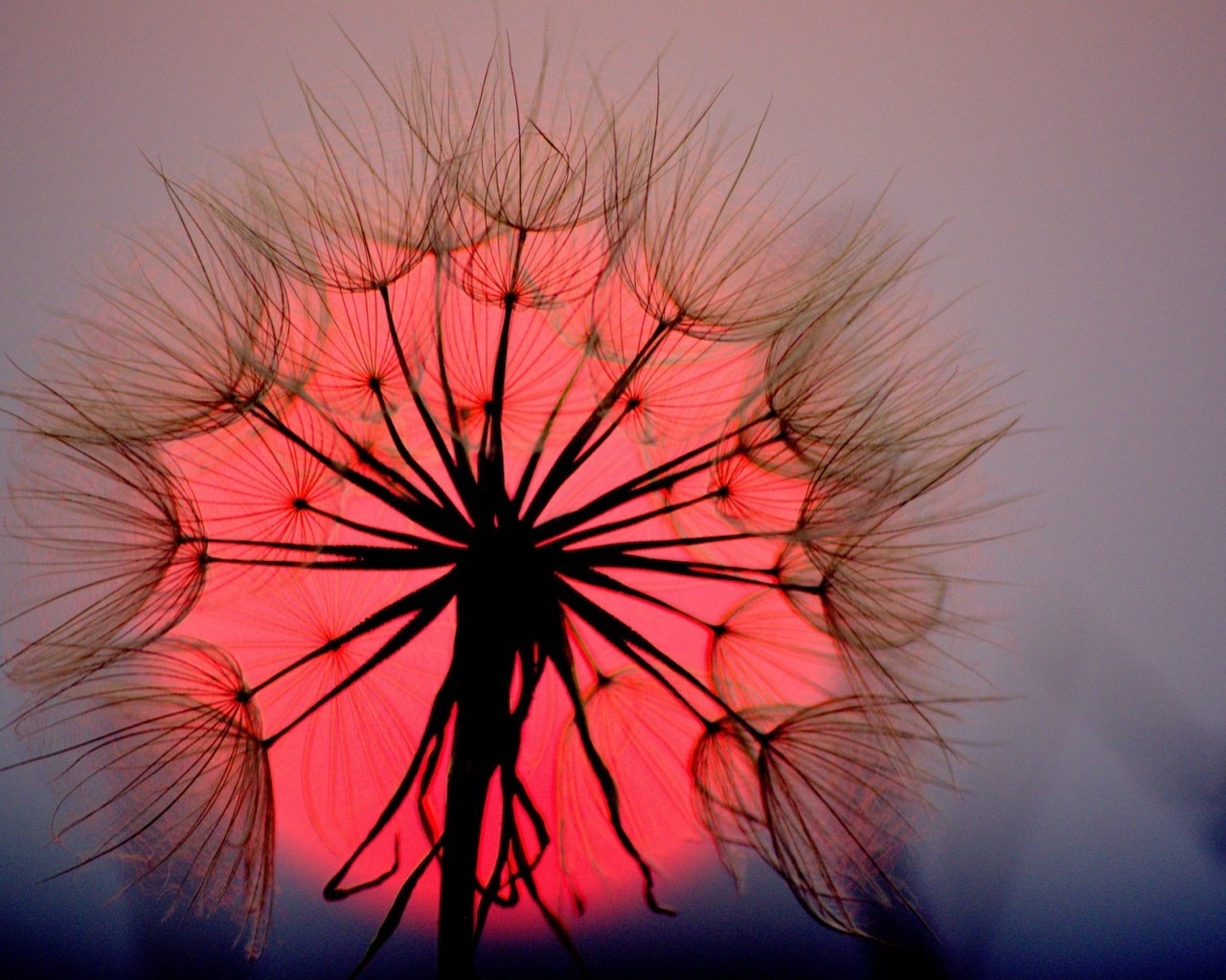 Dandelion Sunset for 1280 x 1024 resolution