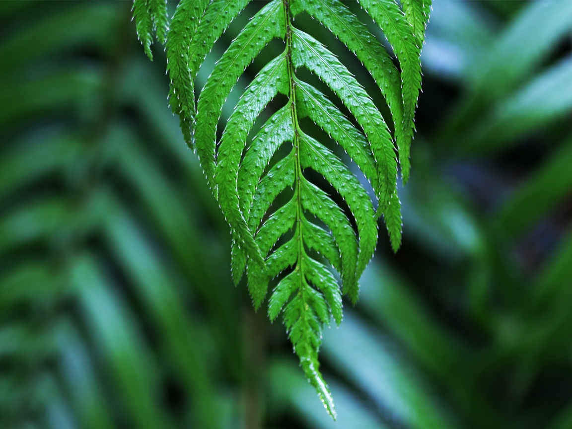 Dangling frond for 1152 x 864 resolution